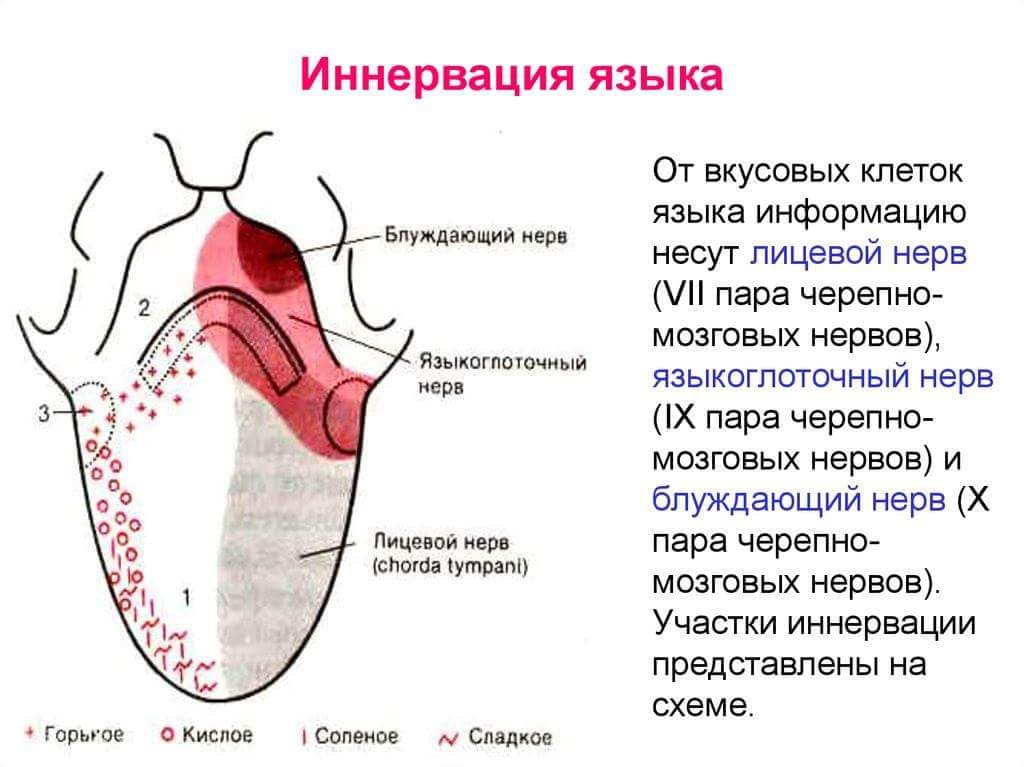 Иннервация языка