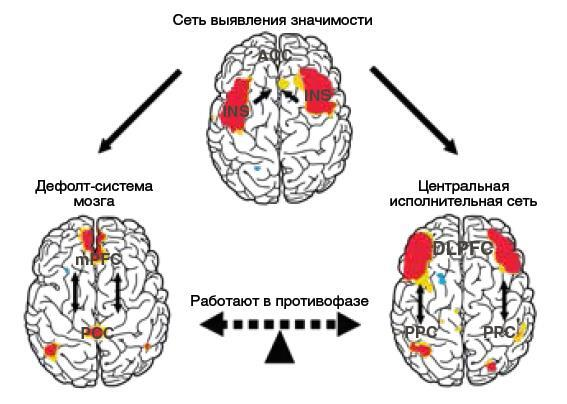 Схема: сеть выявления значимости переключает между дефолт-системой мозга и центральной исполнительной сетью, которые работают в противофазе