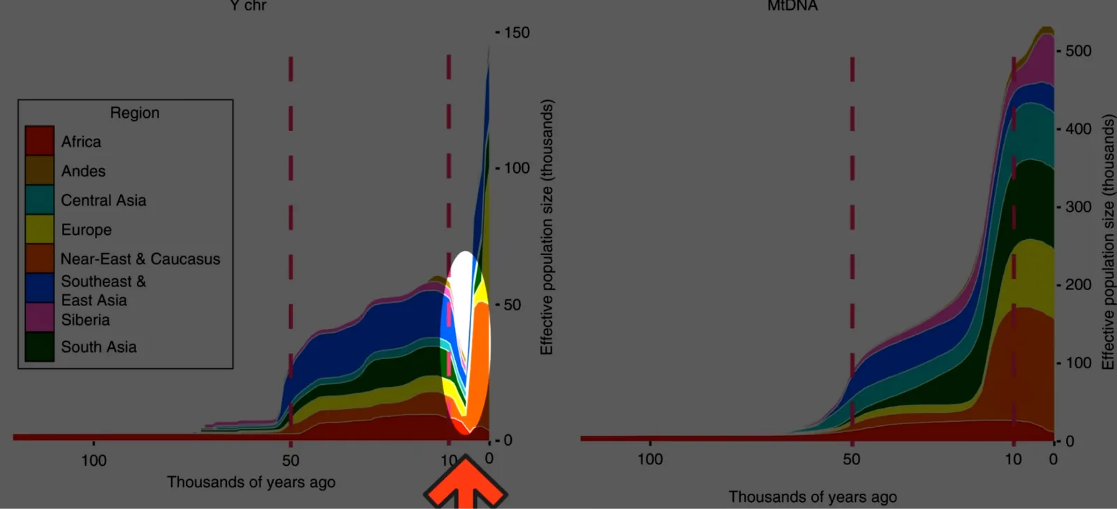Il crollo della diversità del cromosoma Y — grafico